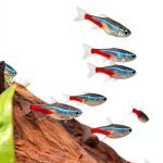 Amazon Kindle Store: Fish & Aquarium Care Guide for Beginners-0