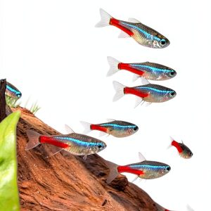 Amazon Kindle Store: Fish & Aquarium Care Guide for Beginners-0