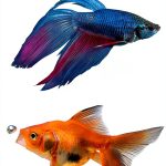 DK Pet Encyclopedia Fish & Aquarium Care Guide 402‑Page Illustrated-0