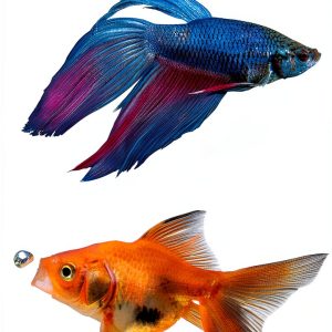 DK Pet Encyclopedia Fish & Aquarium Care Guide 402‑Page Illustrated-0