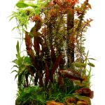 Echinodorus Publishing's 4th Edition Fish & Aquarium Care Guide for-0