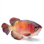 Fish Aquarium Care Guide by CAC Publishing LLC-0