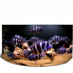 Amazon Kindle E-reader for Ichthyology Enthusiasts - Unlimited Access-0