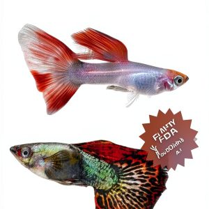 Kindle Store Best Seller: Fish & Aquarium Care Guide-0