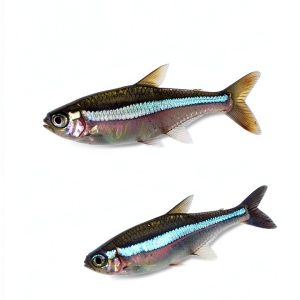 Amazon Best Seller Fish & Aquarium Care Guide for Beginners-0