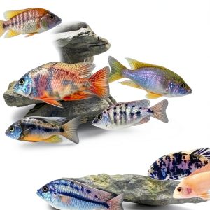 Amazon Best Seller Fish & Aquarium Care Guide for Beginners-0