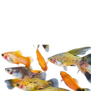 Amazon Kindle Store: Fish & Aquarium Care Guide-0