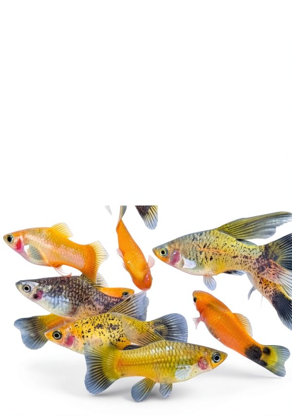 Amazon Kindle Store: Fish & Aquarium Care Guide-0