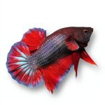 Fish Care Guide Kindle Edition by Amazon – 320 Page Aquarium Handbook-0