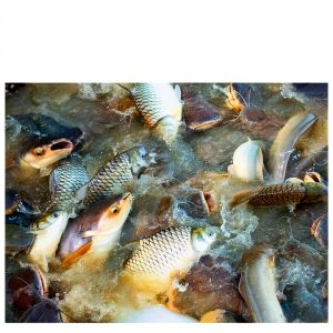 Aquaculture Guide Kindle Edition 58-Page Fish and Aquarium Care-0