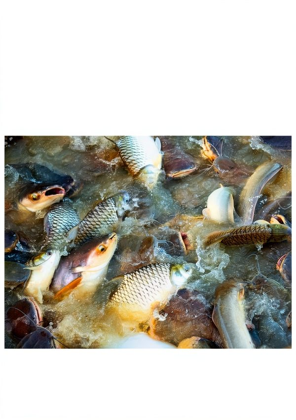 Aquaculture Guide Kindle Edition 58-Page Fish and Aquarium Care-0