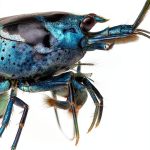 Dennerle Aquarium Care Guide for Beginners-0