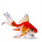 Expertengruppe Verlag's Aquarium Care Guide for Beginners-0